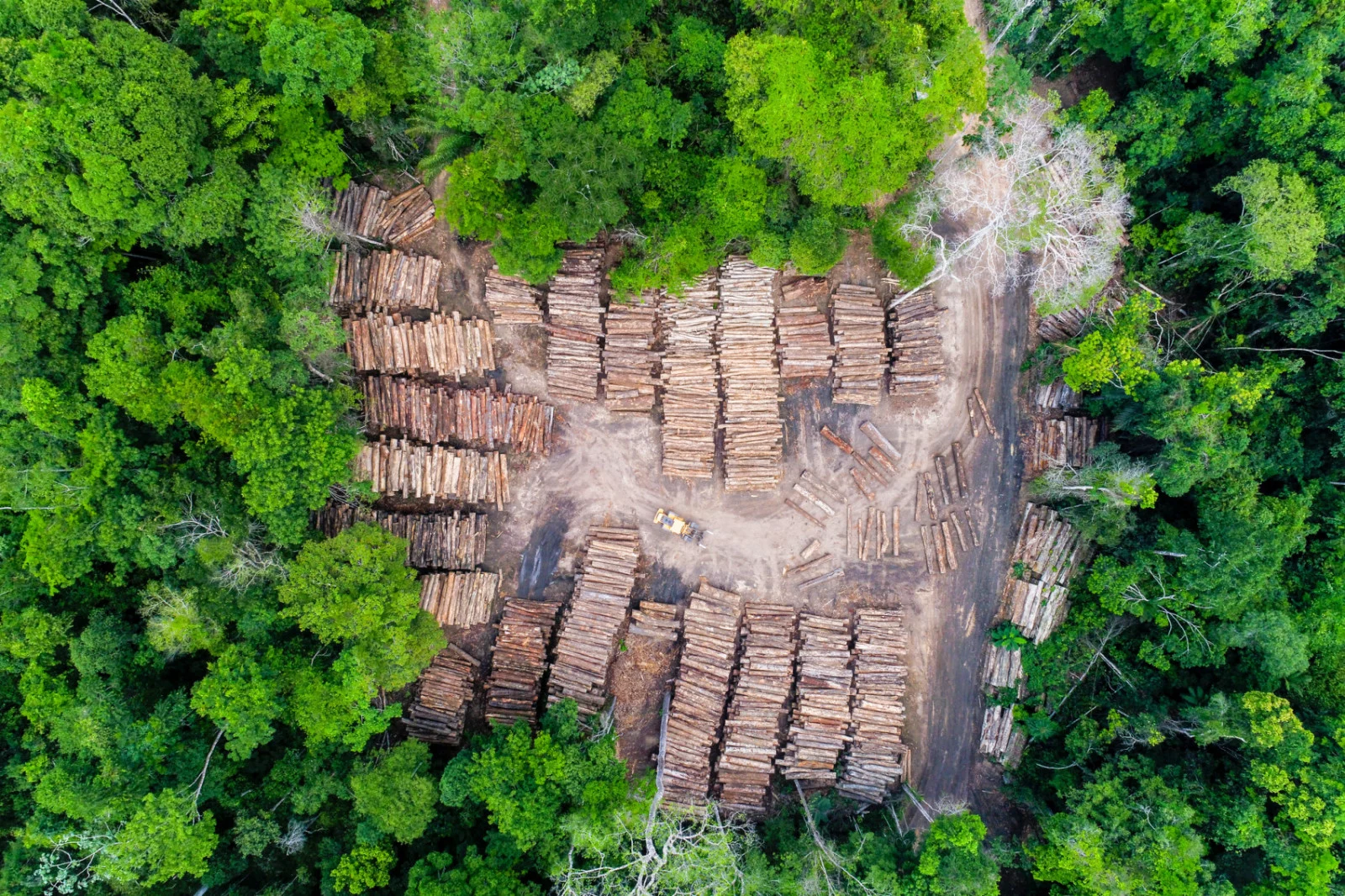 Amazon rainforest nearing dangerous tipping point, "mega-fires" are possible