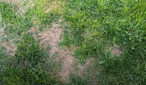 How to fix brown lawn patches this spring: Expert tips with gypsum
