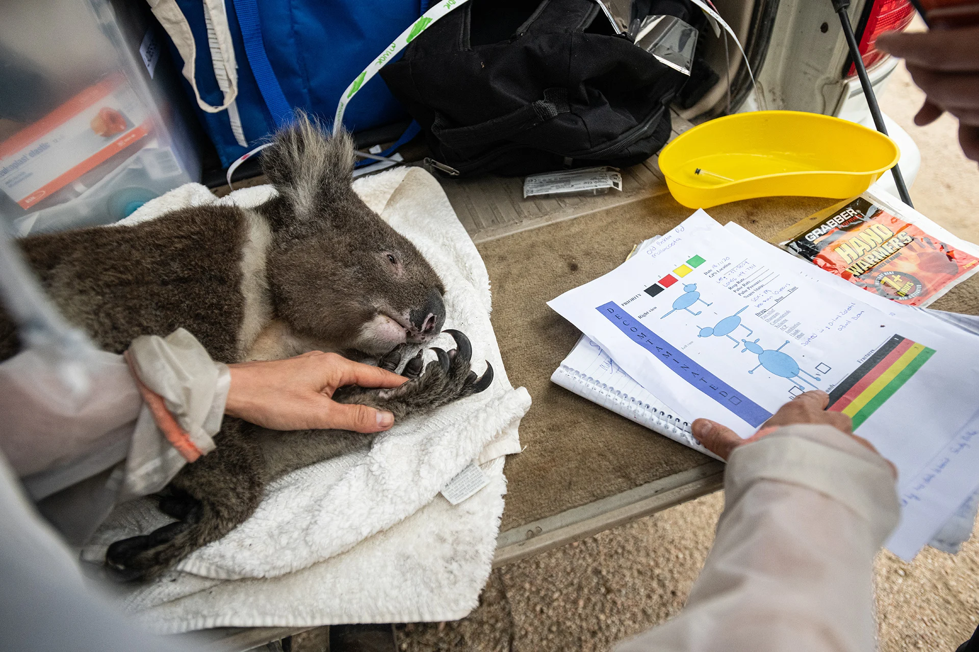A dehydrated koala receives veterinary care. He will later be released into a surviving forest. Photo Credit: Jo-Anne McArthur/We Animals Media