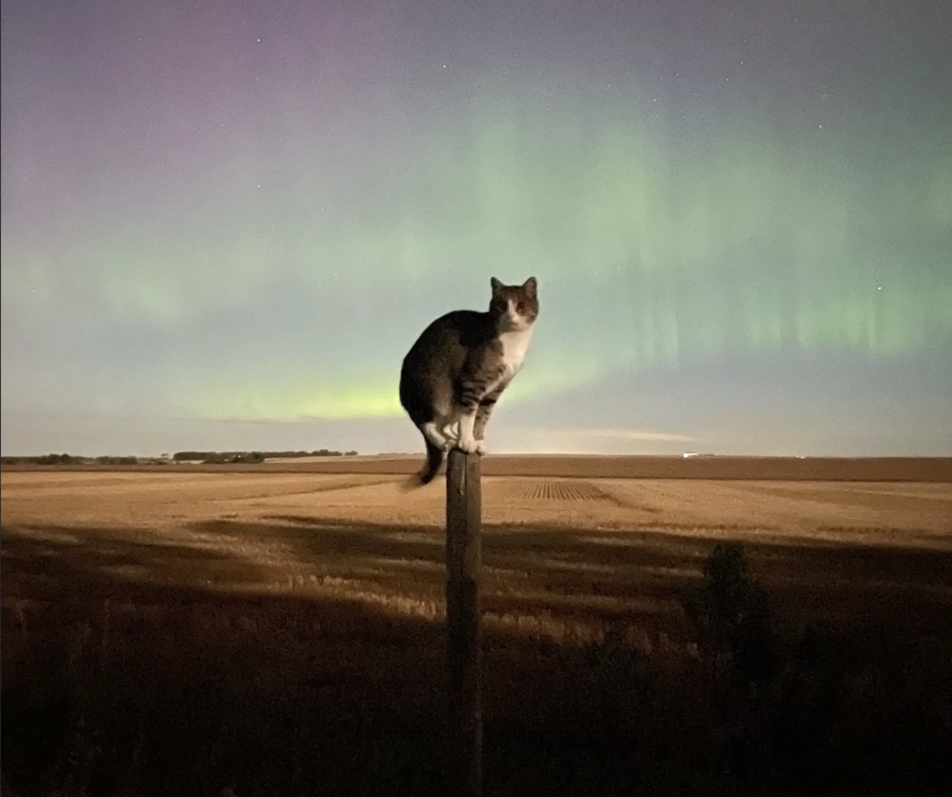 UGC/Aurora thumbnail: Cat in front of aurora borealis, northern lights, on Sept. 16-17, 2024. Isabelle Karnas from Didsbury, Alberta