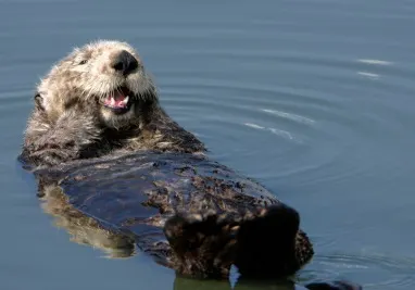 It's #WorldOtterDay and Earth's otters need a helping paw