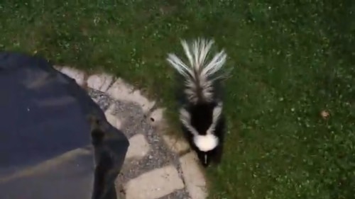 skunks spraying