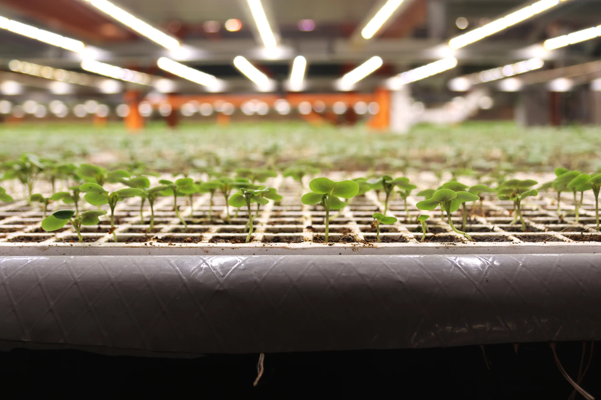 Deepwater Farms also incorporates a version of vertical farming for its produce sold locally in stores across Calgary. (Rachel Maclean)