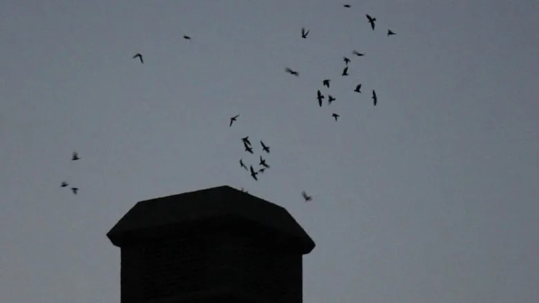 chimney-swifts-in-london-ont 2/Submitted by David Wake via CBC