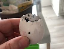 Don't throw out your eggshells! Here's what to do instead