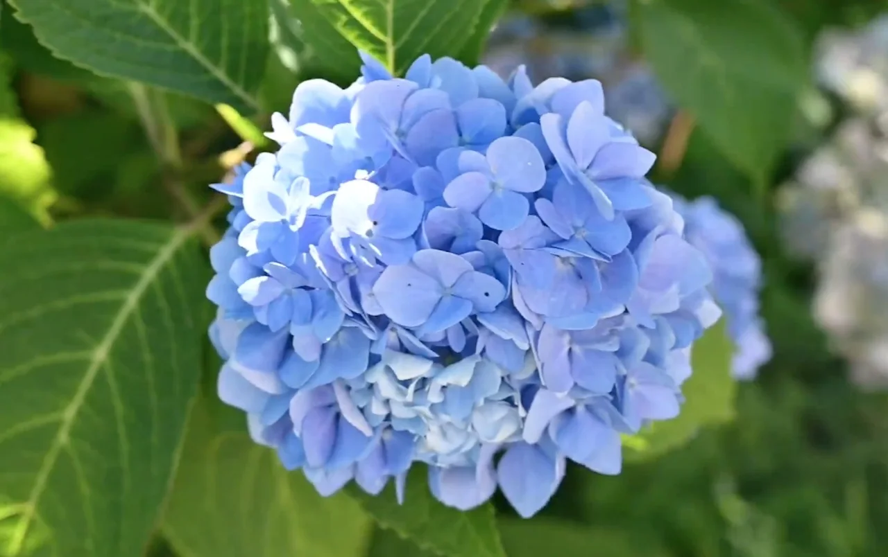 Easy trick to give your hydrangeas a dazzling colour swap