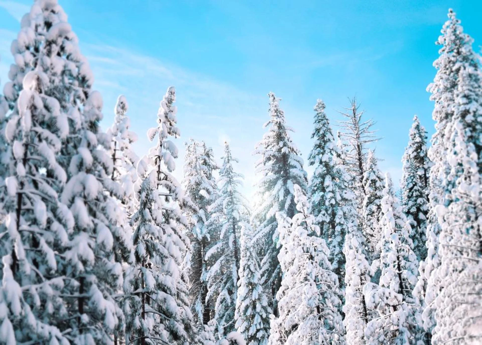 How snow cover in forests can help predict flood risks