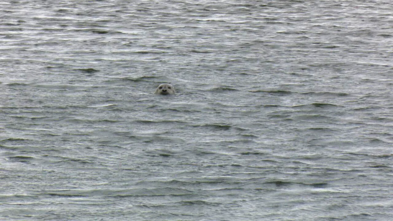 A seal in the water near Charlottetown. A recent journal article suggests at least a quarter of species living in the sea around P.E.I. could be at risk due to rising ocean temperatures. (CBC)