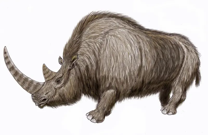 Un rhinocéros laineux révélé par la fonte du pergélisol