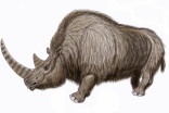 Un rhinocéros laineux révélé par la fonte du pergélisol