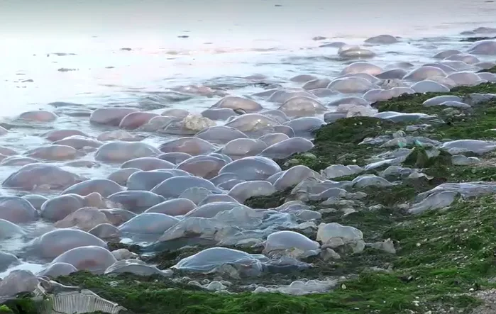 Thousands of jellyfish blanket beach after major storm