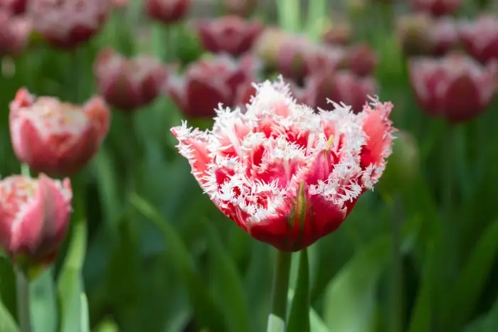 Photos: The world's most unusual tulips