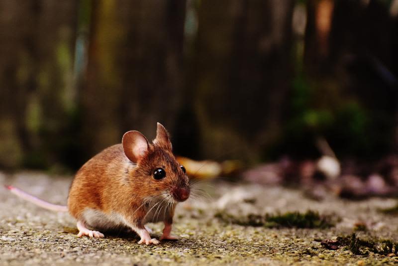  Kat Sense Mouse Traps for House, Reusable Humane Snap