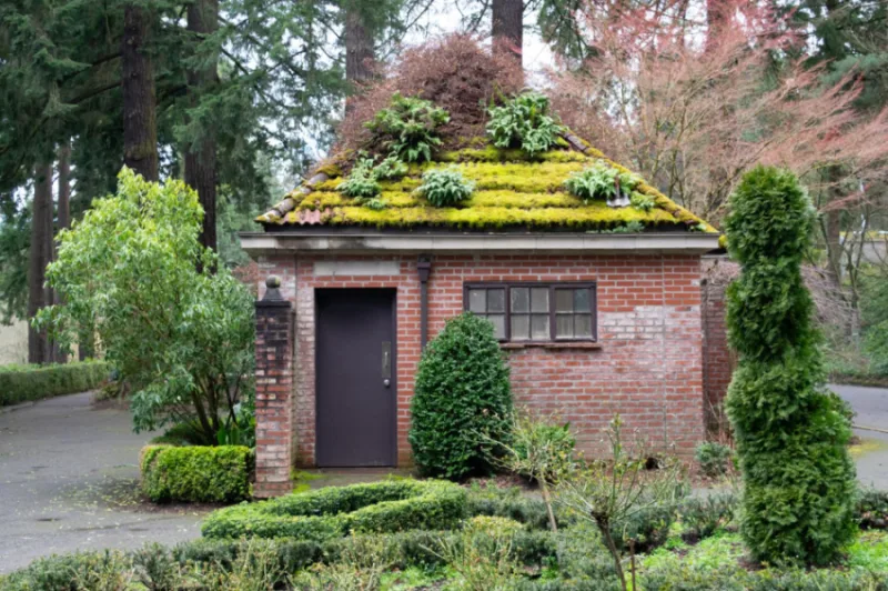 Why green roofs have the power to reduce flooding in cities