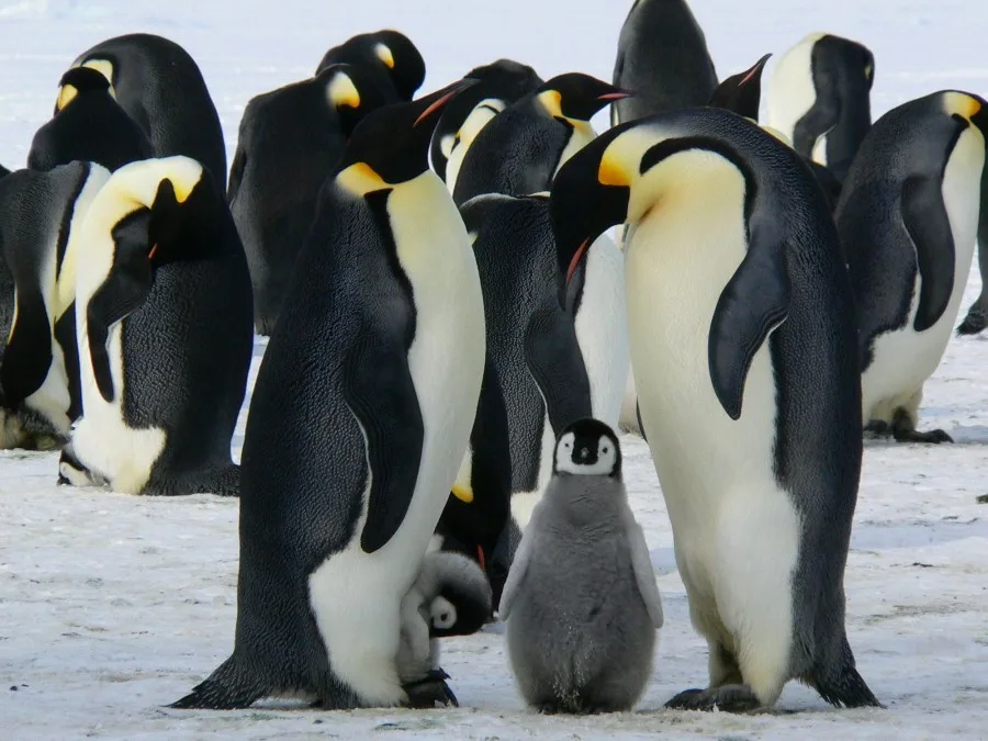 Antarctica’s penguins are in crisis; drowning, not breeding