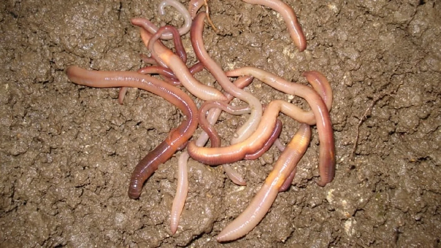 The power of earthworm poop and how it could influence climate change