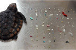 Baby sea turtles are consuming dangerous quantities of floating plastic