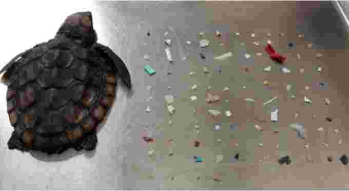 Deceased post-hatchling loggerhead sea turtle next to plastic pieces found in its stomach and intestines. Gumbo Limbo Nature Center, CC BY-ND