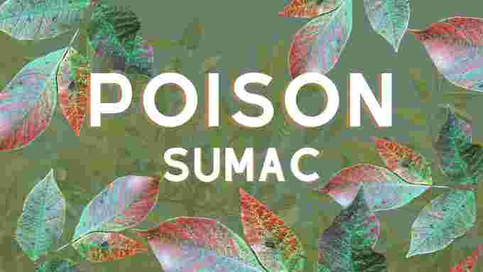 poison sumac - custom