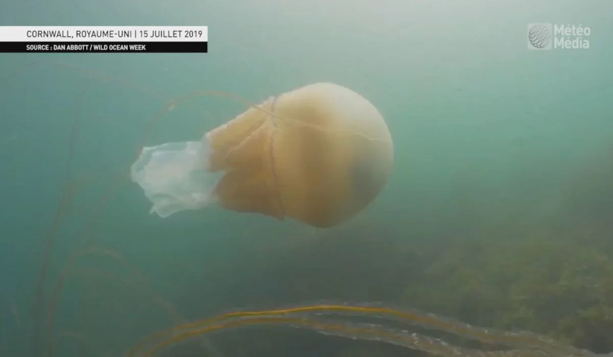 IMPRESSIONNANT : Un jellyfish de la taille... d’un humain !