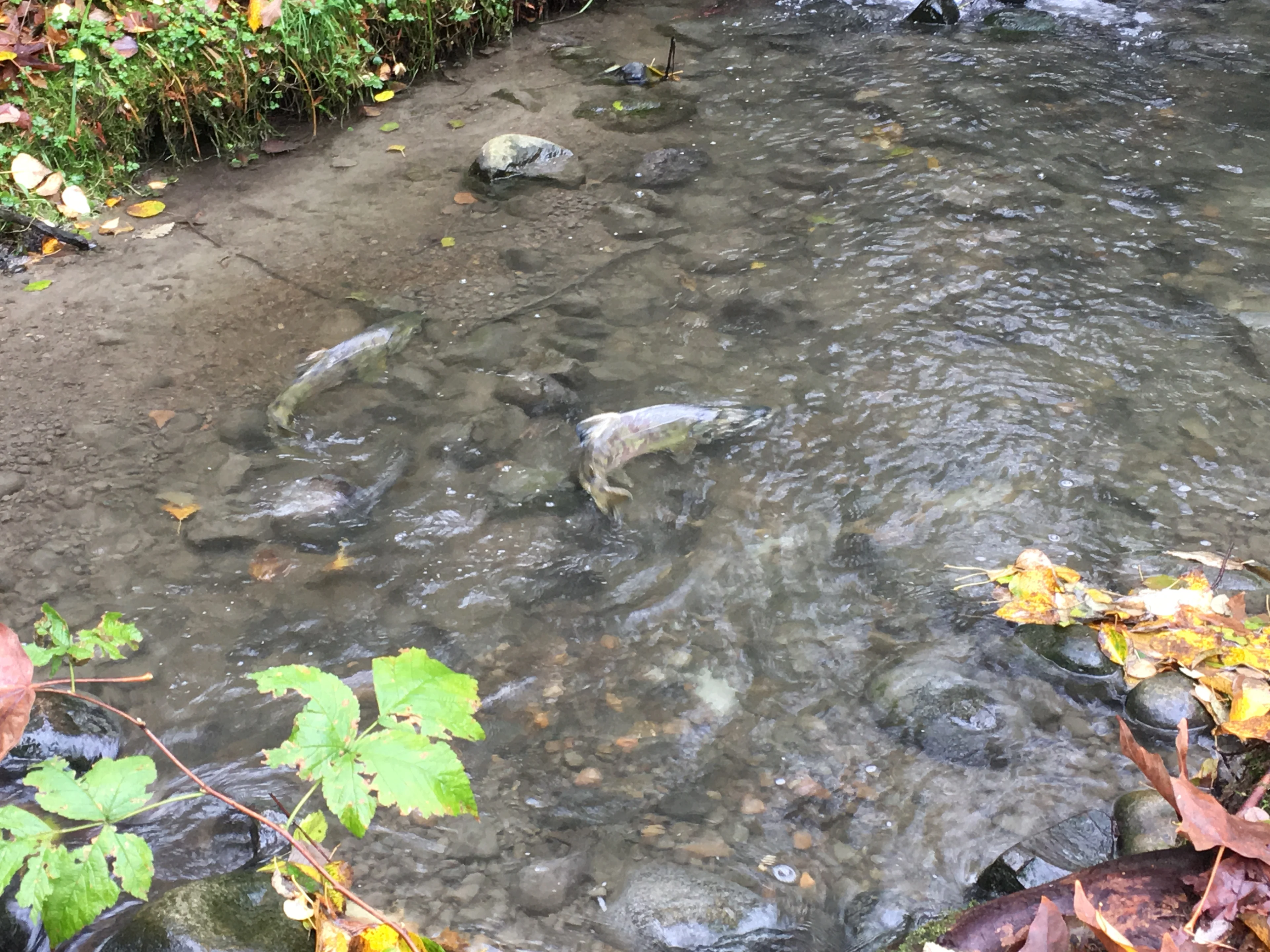Chum spawners in Stoney Creek/Alan James