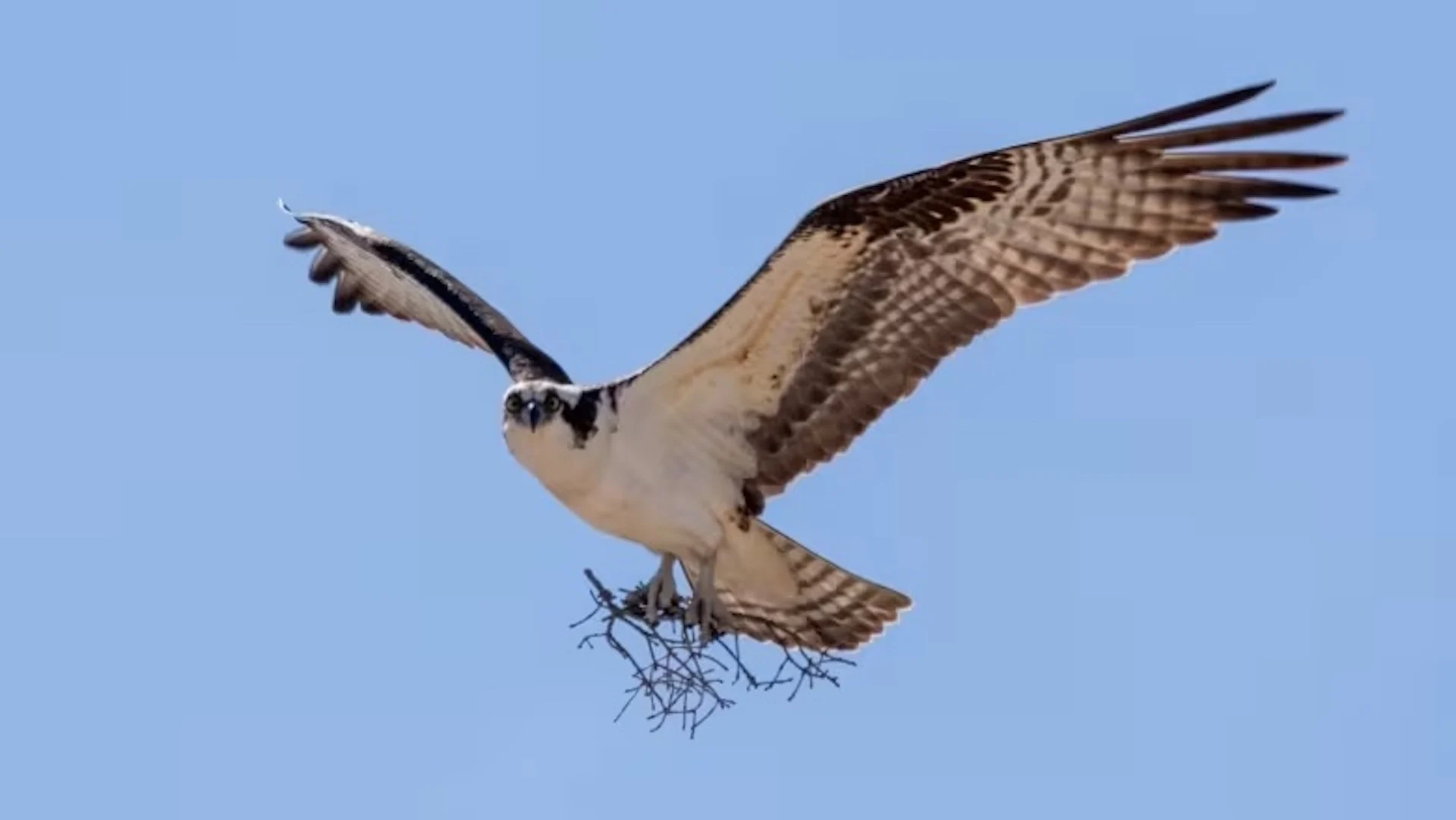 Some birds will be scrambling for nest space after Fiona took down their trees