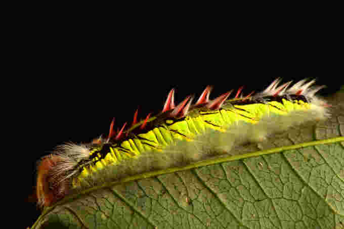 caterpillar of a Morpho butterfly Credit Trond Larsen