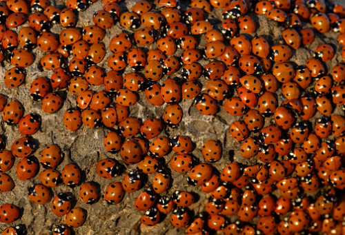 Why ladybugs swarm your home — and what to do about it - The Washington Post