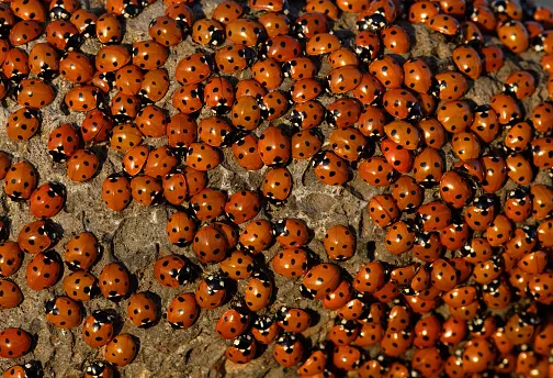 getty group of ladybugs