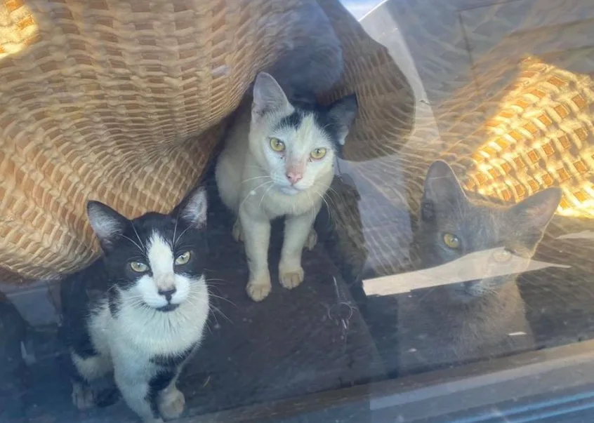 FACEBOOK - trapped cats - Island Valley SPCA