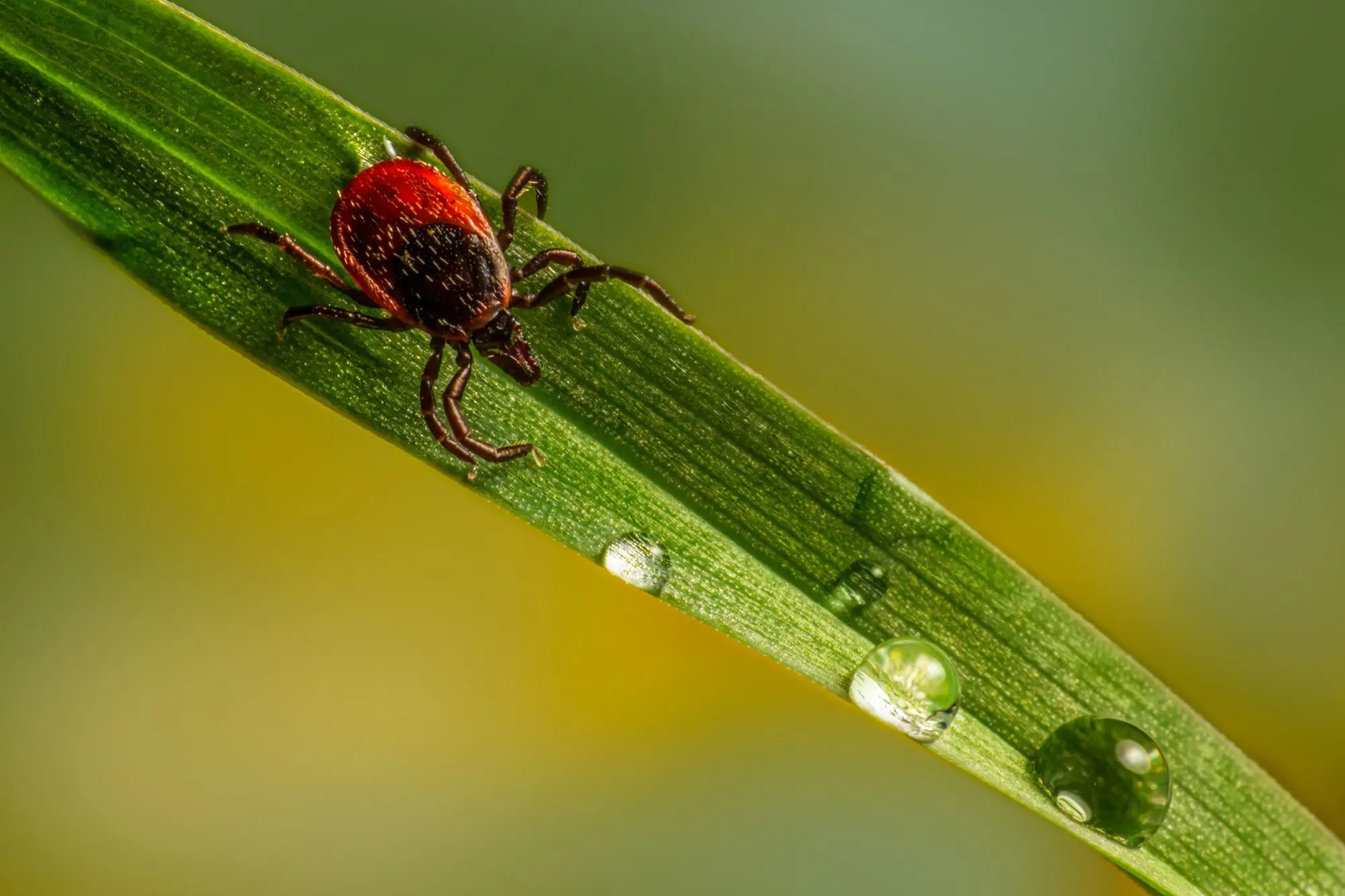 Tick season really isn't far off. Get equipped to face it