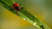 This woman says she’s ‘living in hell’ as ticks invade her yard