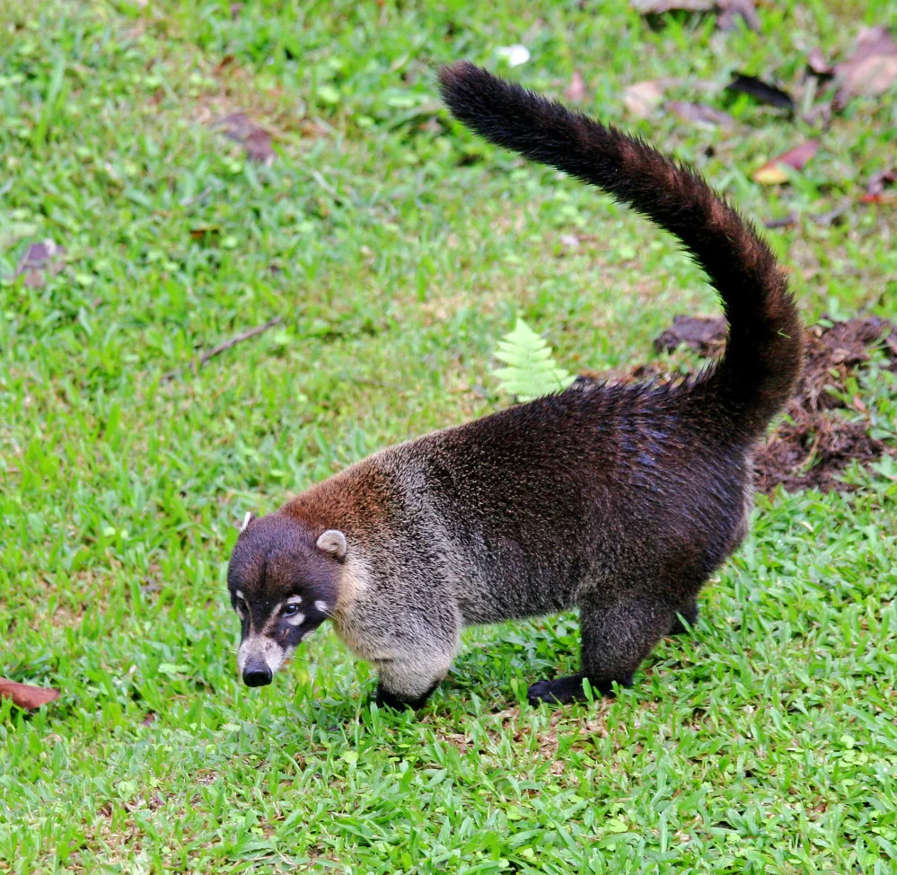 White nose coati. creative commons, Joseph C Boone