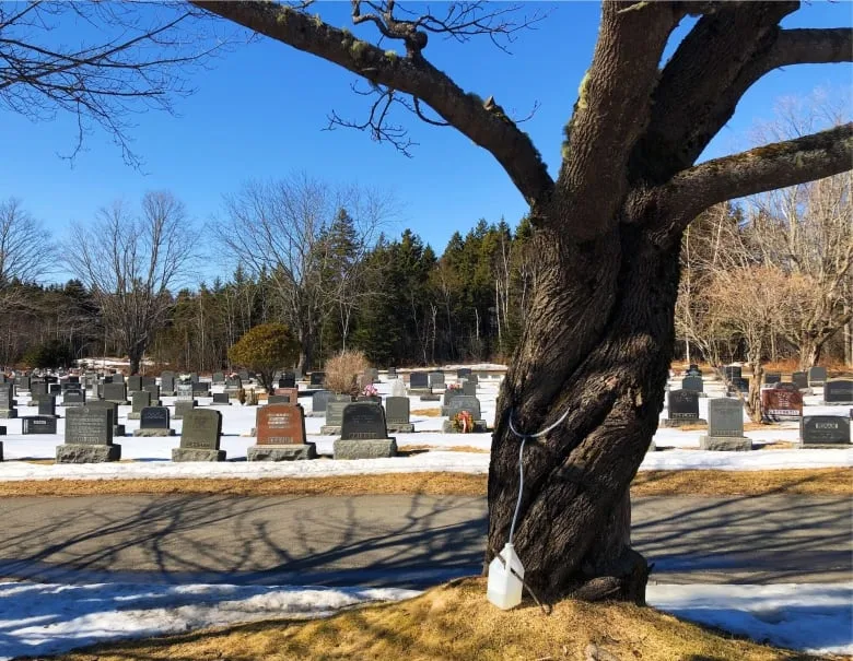 CBC cemetery trees