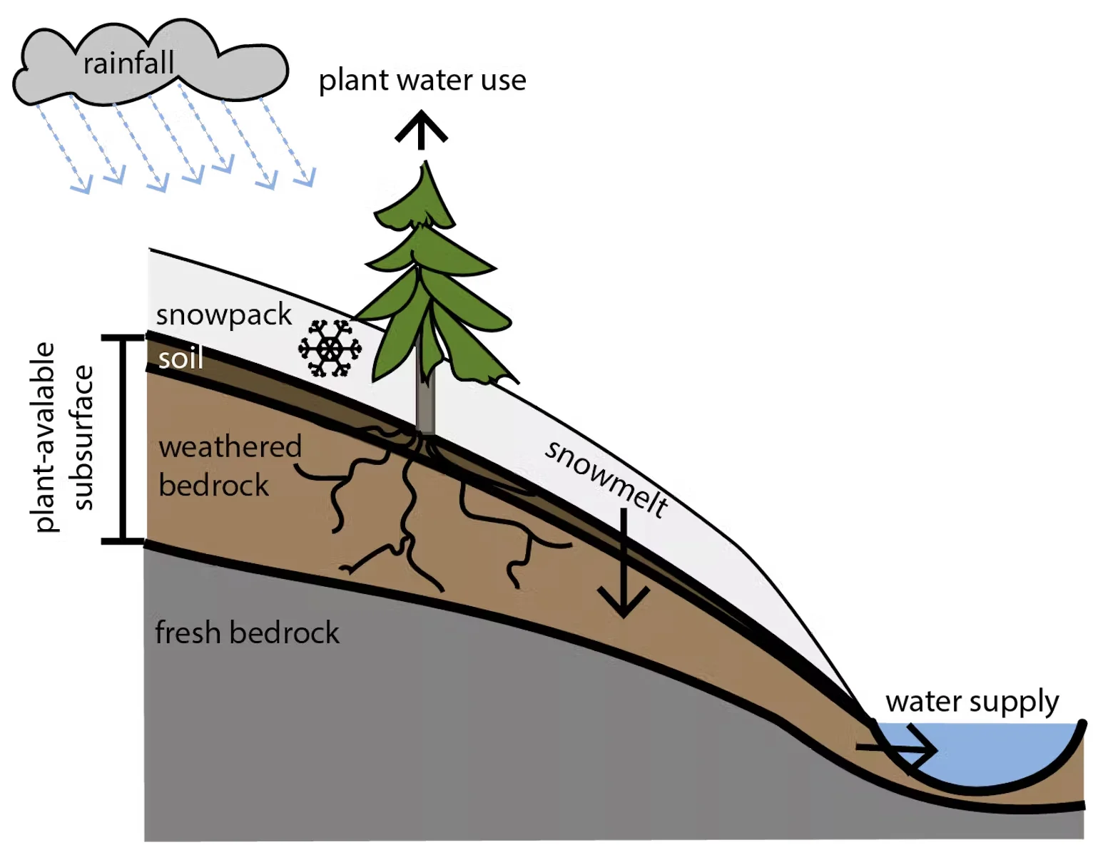 CONVERSATION: A diagram showing how water gets from snowpack or rain to water supply systems. Rain and snowmelt seep into the ground. Plants draw water from this region. Once the subsurface is wet, the water flows downstream to water supply systems. (Dana Lapides), Author provided