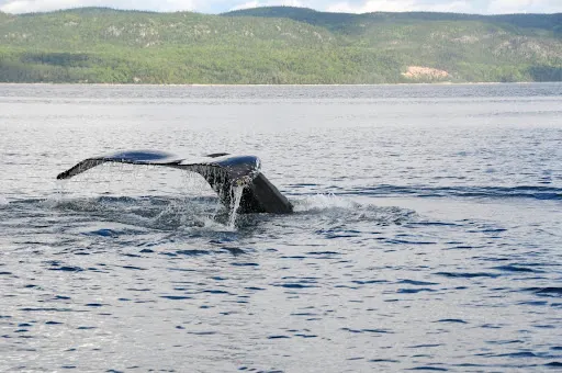 baleine 2