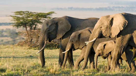 GETTY IMAGES: African Elephants on the Masai Mara, Kenya, Africa - LINK: https://www.gettyimages.ca/detail/photo/group-of-african-elephants-in-the-wild-royalty-free-image/1128748845?adppopup=true