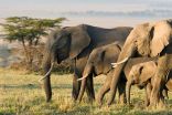 Les éléphants et les singes, alliés contre les changements climatiques