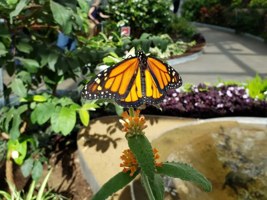 Insectarium-papillon