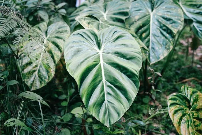 La forêt amazonienne : conséquence d’un astéroïde