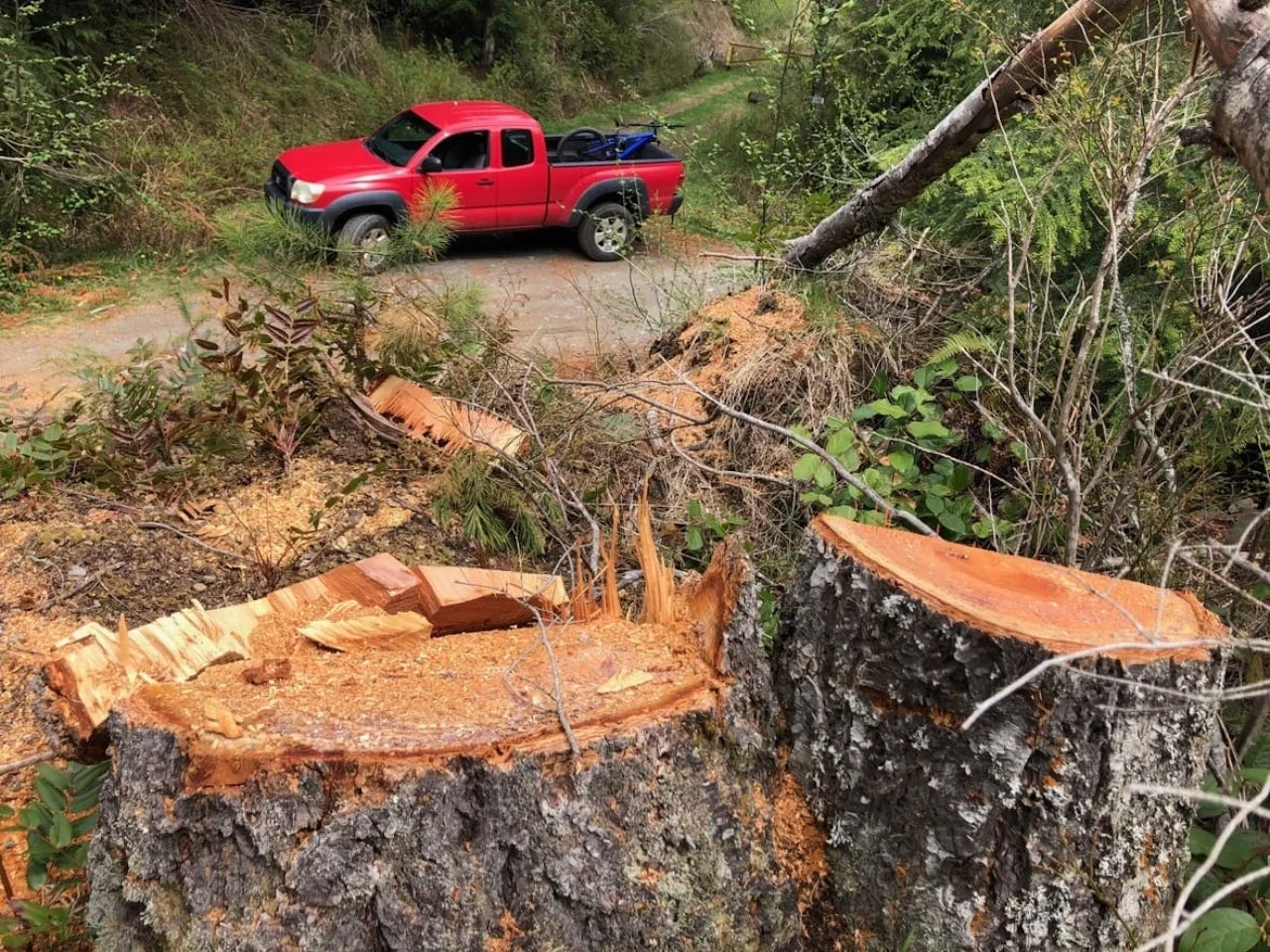 firs/Larry Pynn/Submitted