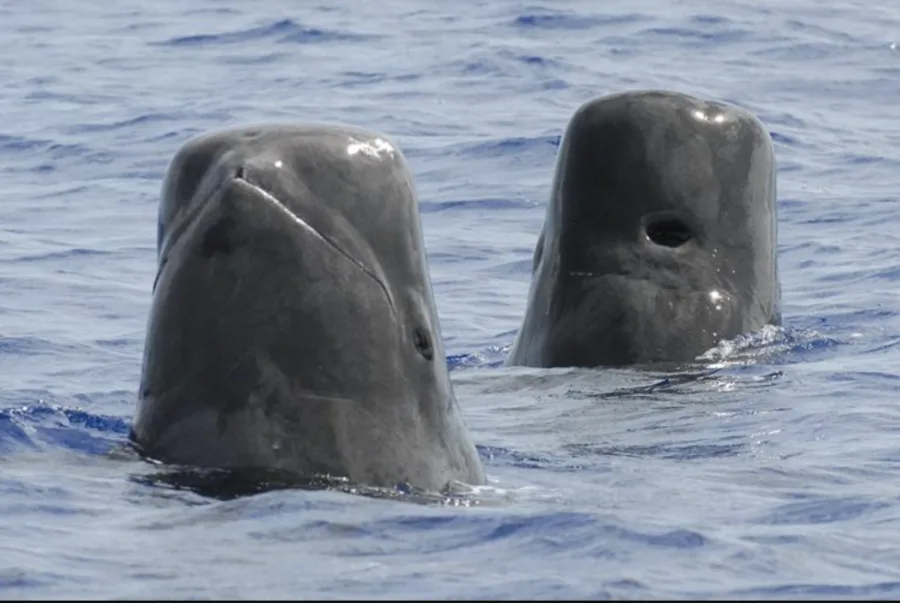NOAA: Short-finned pilot whales spy-hopping in the waters off of Guam. Credit: NOAA Fisheries