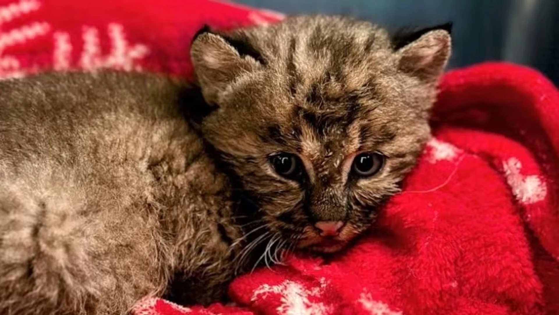 Tiny bobcat kitten named Lee rescued in last weekend's post-tropical storm