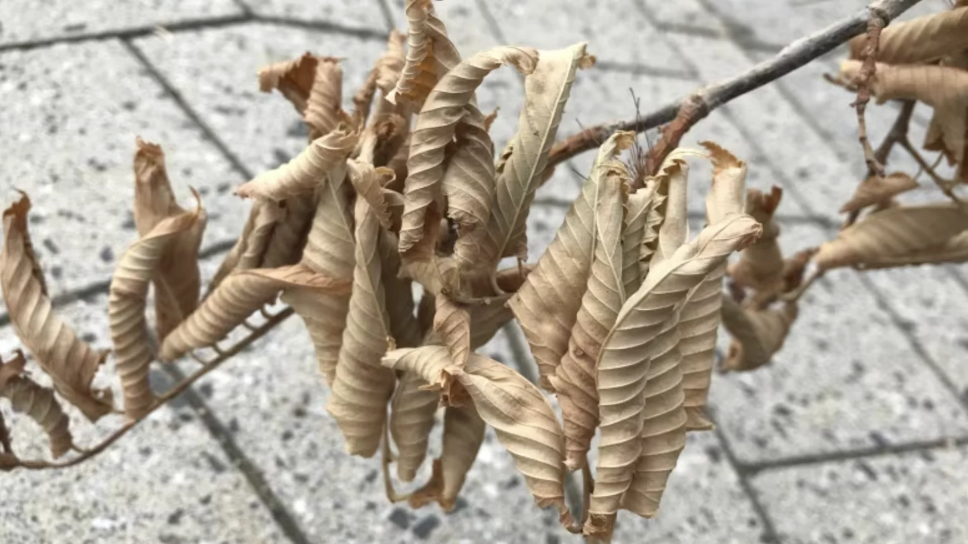 Invasive fungus that kills elm trees detected in Edmonton for first time