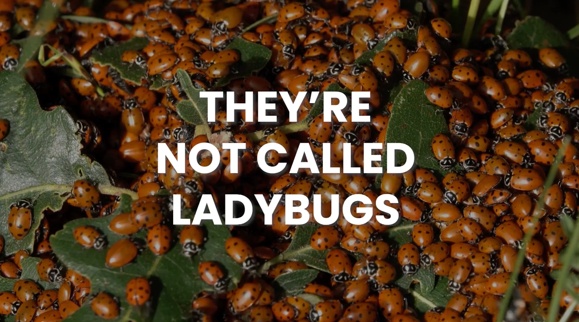 Let's set the record straight on 'ladybugs' - The Weather Network