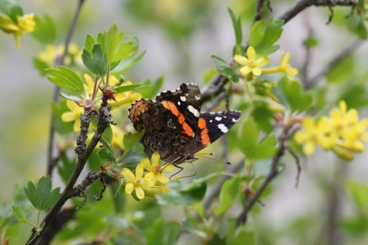 Bumblebee/Canadian Wildlife Federation