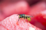 Argh, a wasp! Don't panic: They're easy to distract