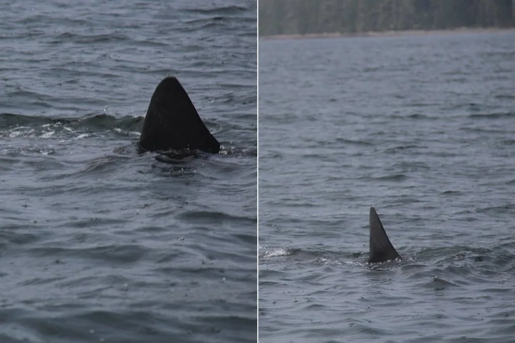 Basking shark/Fisheries and Oceans Canada