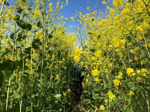 A woman poses for a photo among the flowers of the 'Superbloom