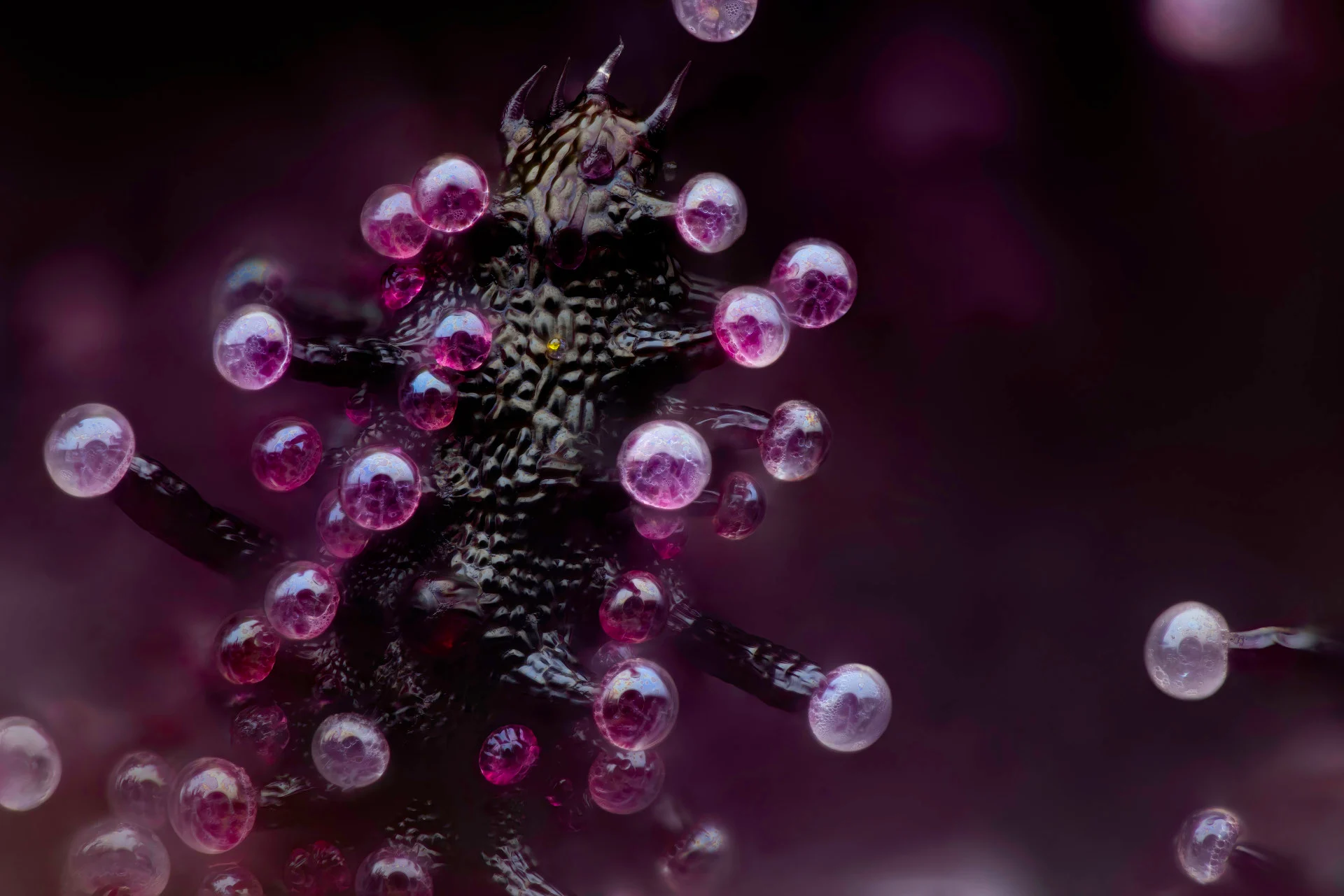 NIKON small world - 3rd - 2024 Romaine Chris